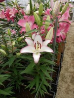 [5252 The Edge No01.JPG]